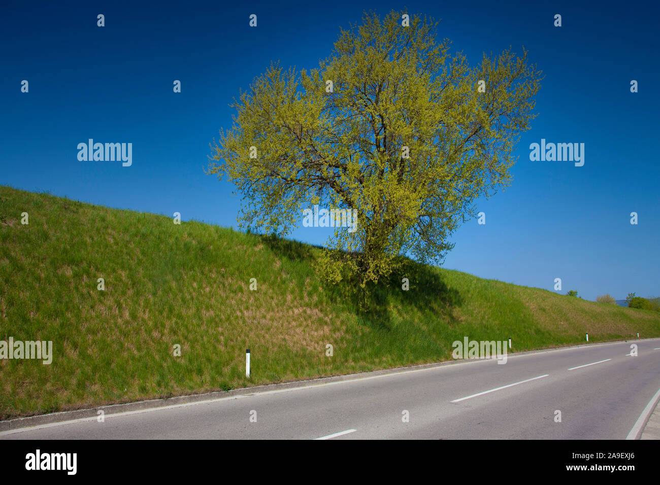 tree above the asphalte  road on a shinny day Stock Photo