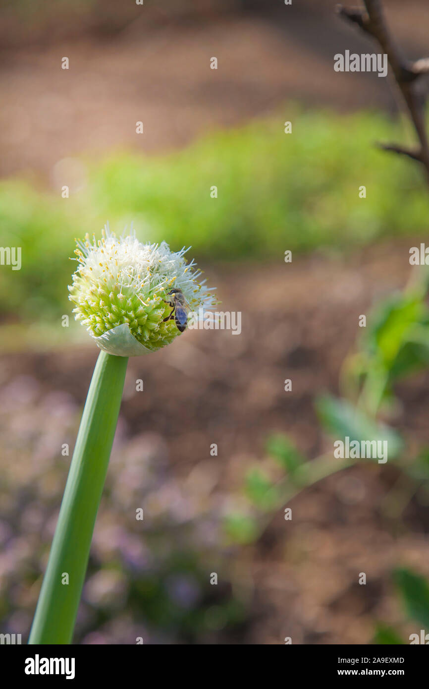 onion flower with honey bee on it Stock Photo Alamy
