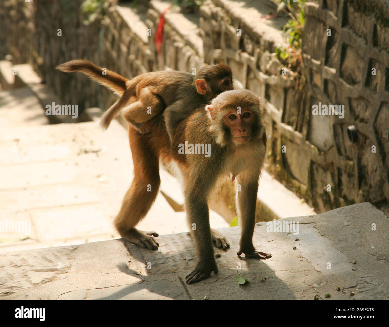 Monkeys at Swambhunath Temple, Kathmandu, Nepal Stock Photo