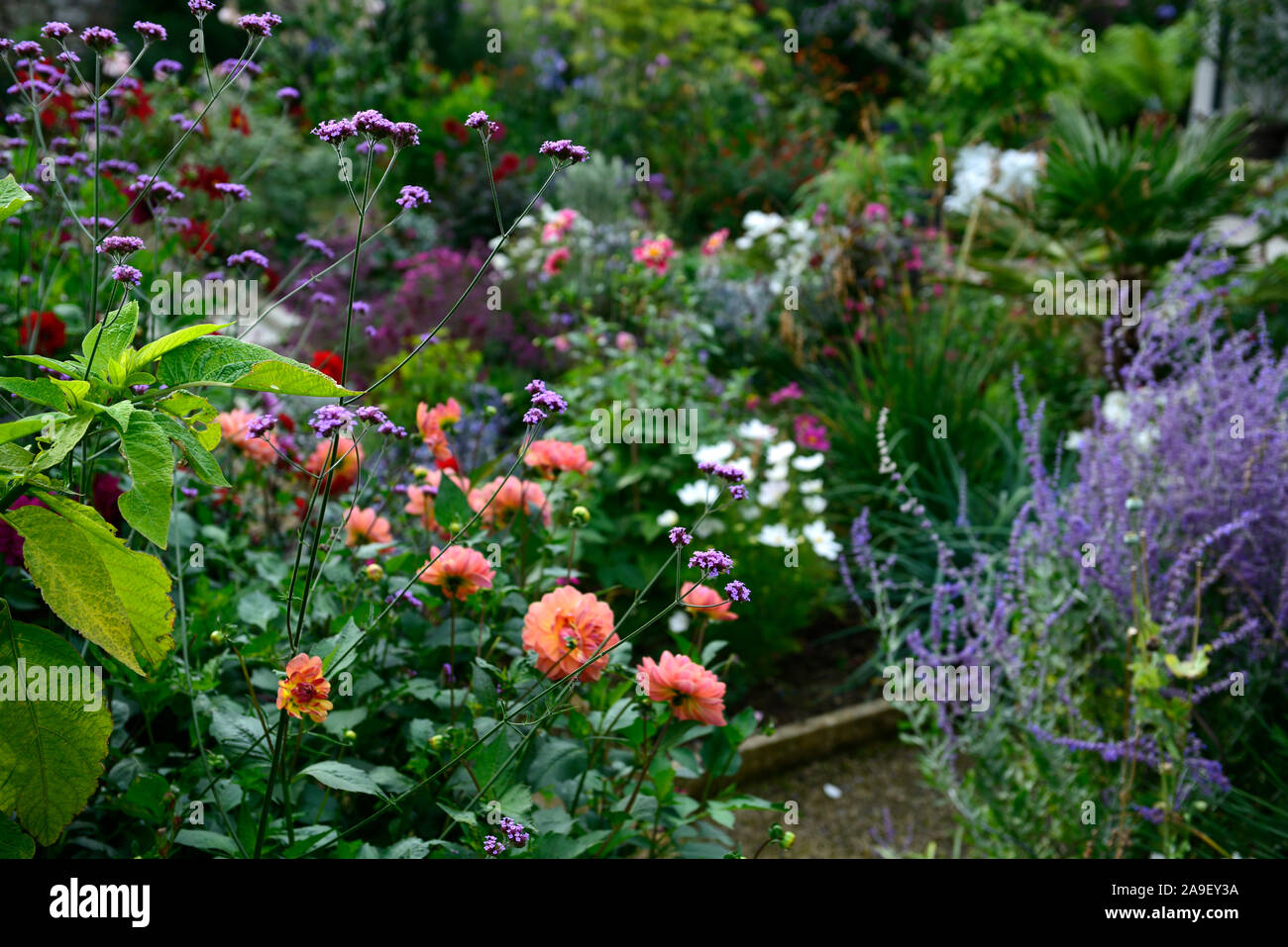 Herbaceous Border,lush planting scheme,dahlias,geranium,salvia,perennials,RM Floral, Stock Photo