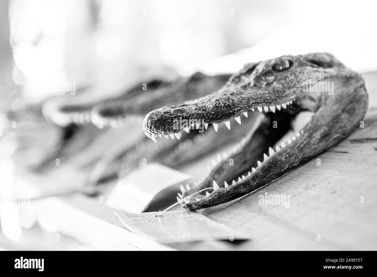 Alligator heads for sale in the Mississippi river delta of New Orleans Stock Photo