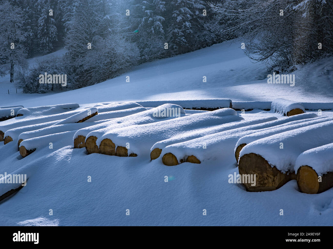 Snowy tree trunks Stock Photo