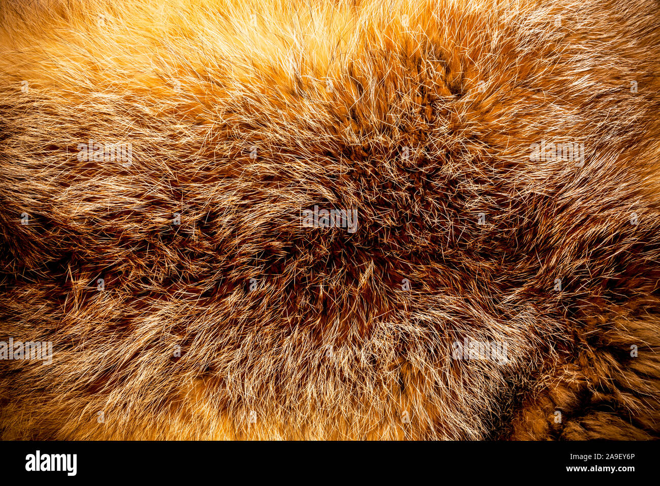 fox fur Stock Photo