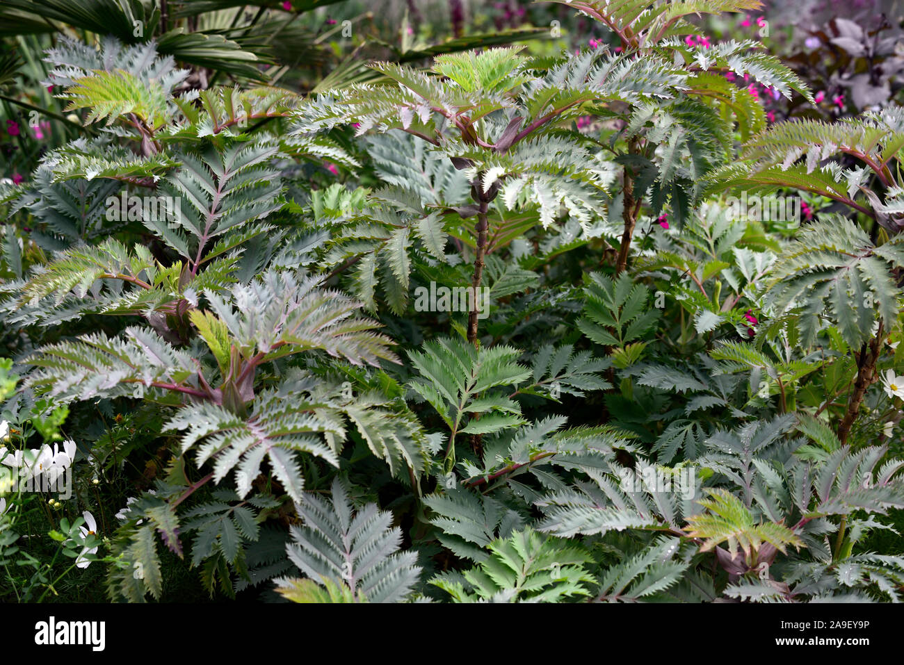 melianthus major purple haze,honey bush,glaucous foliage,leaves,garden,gardens,tender perennial,RM Floral Stock Photo