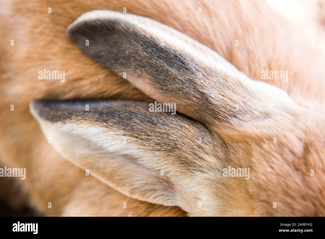 Red rabbit ears close up background body part Stock Photo - Alamy