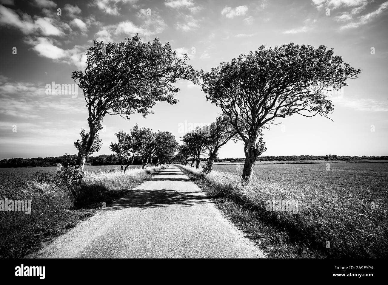 tree-lined avenue Stock Photo