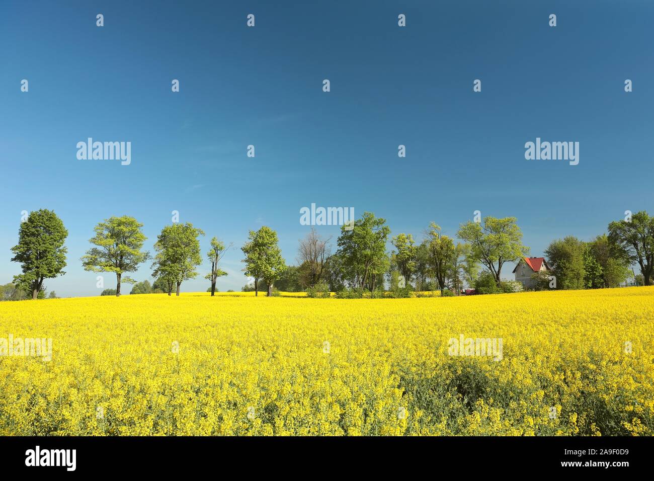 Blooming oilseed field against a cloudless sky on a spring morning. Stock Photo