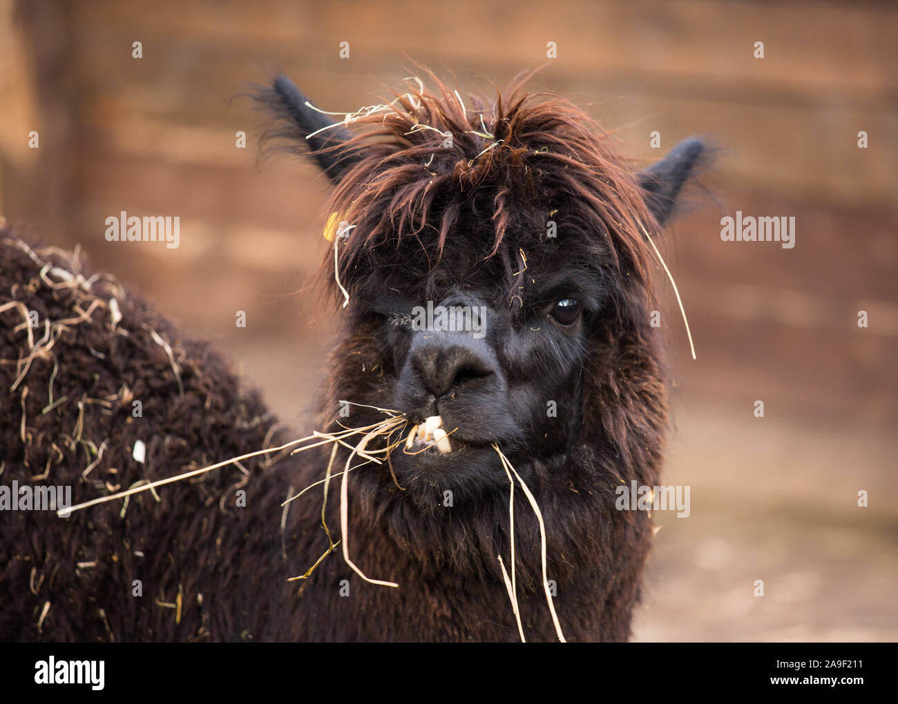 Closeup portrait of an adorable cute black curly shagged male alpaca