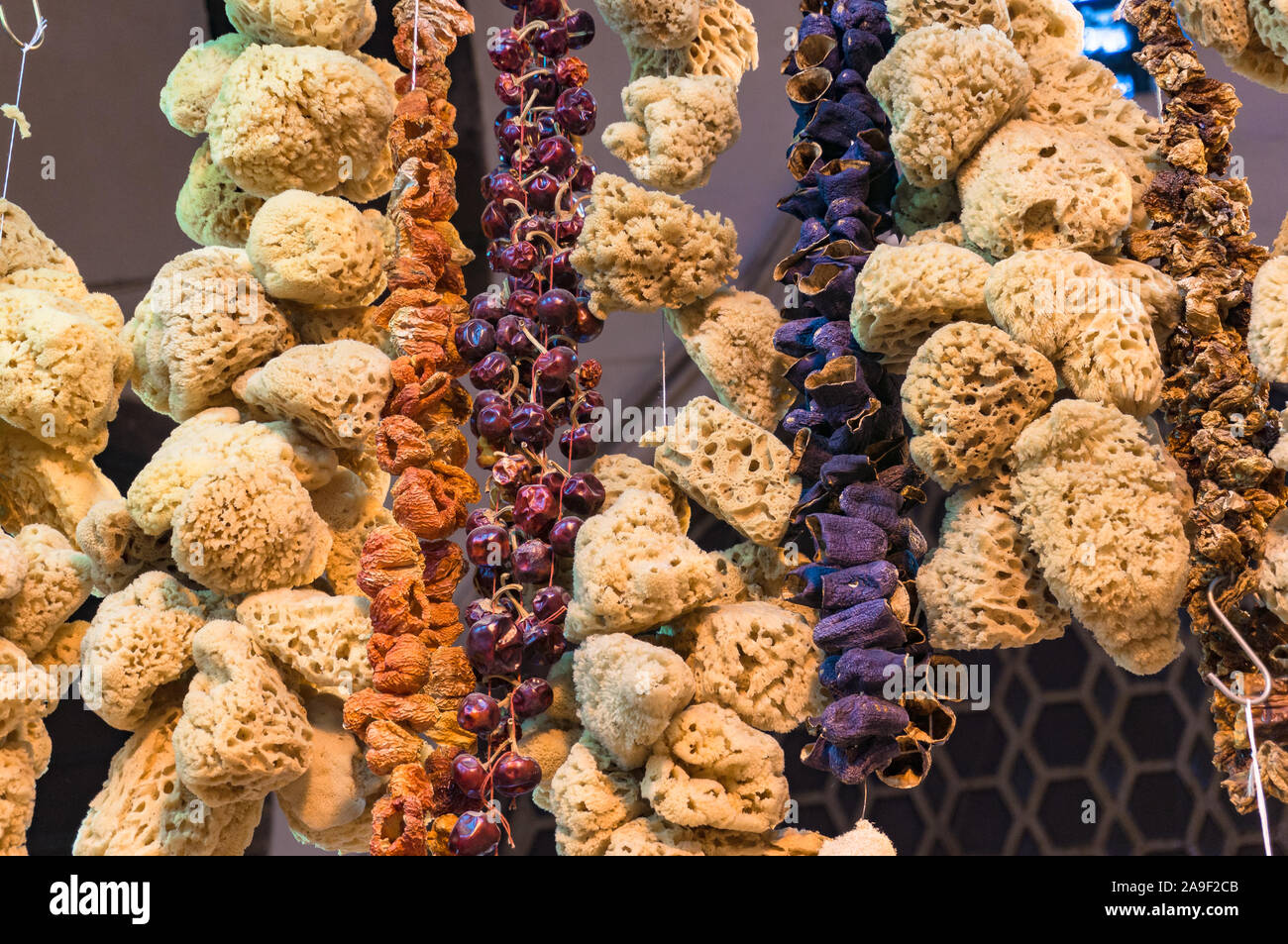 Red Berry Sponge 7 Rope Rope sponges hi-res stock photography and images - Alamy