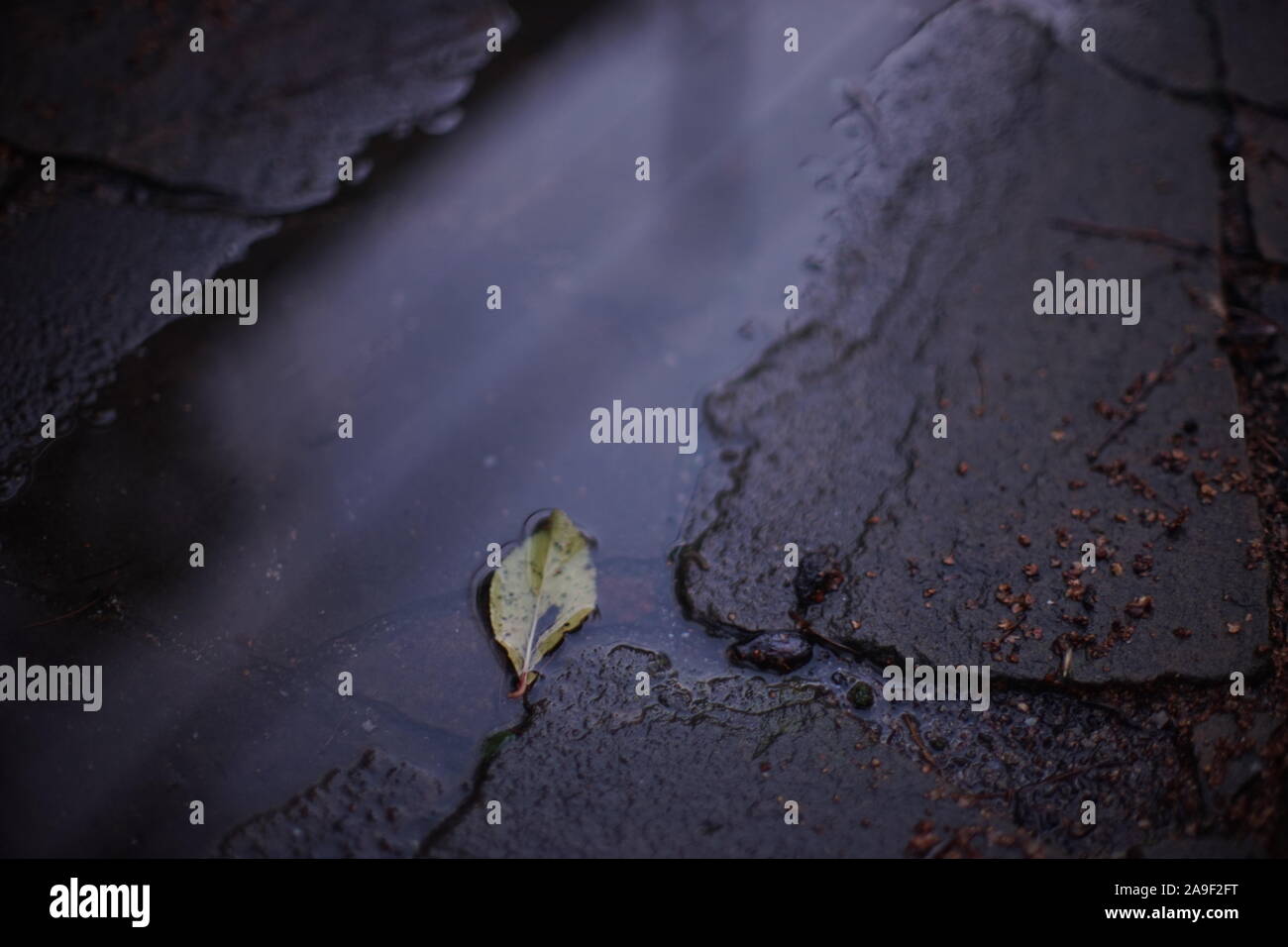 Puddle after rain with autumn leaf on a wild stone pavement. Reflection of light in water Stock Photo