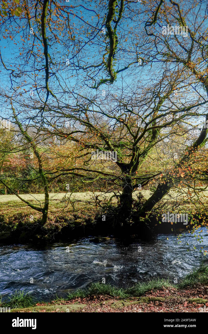 Old gnarled tree hi-res stock photography and images - Alamy