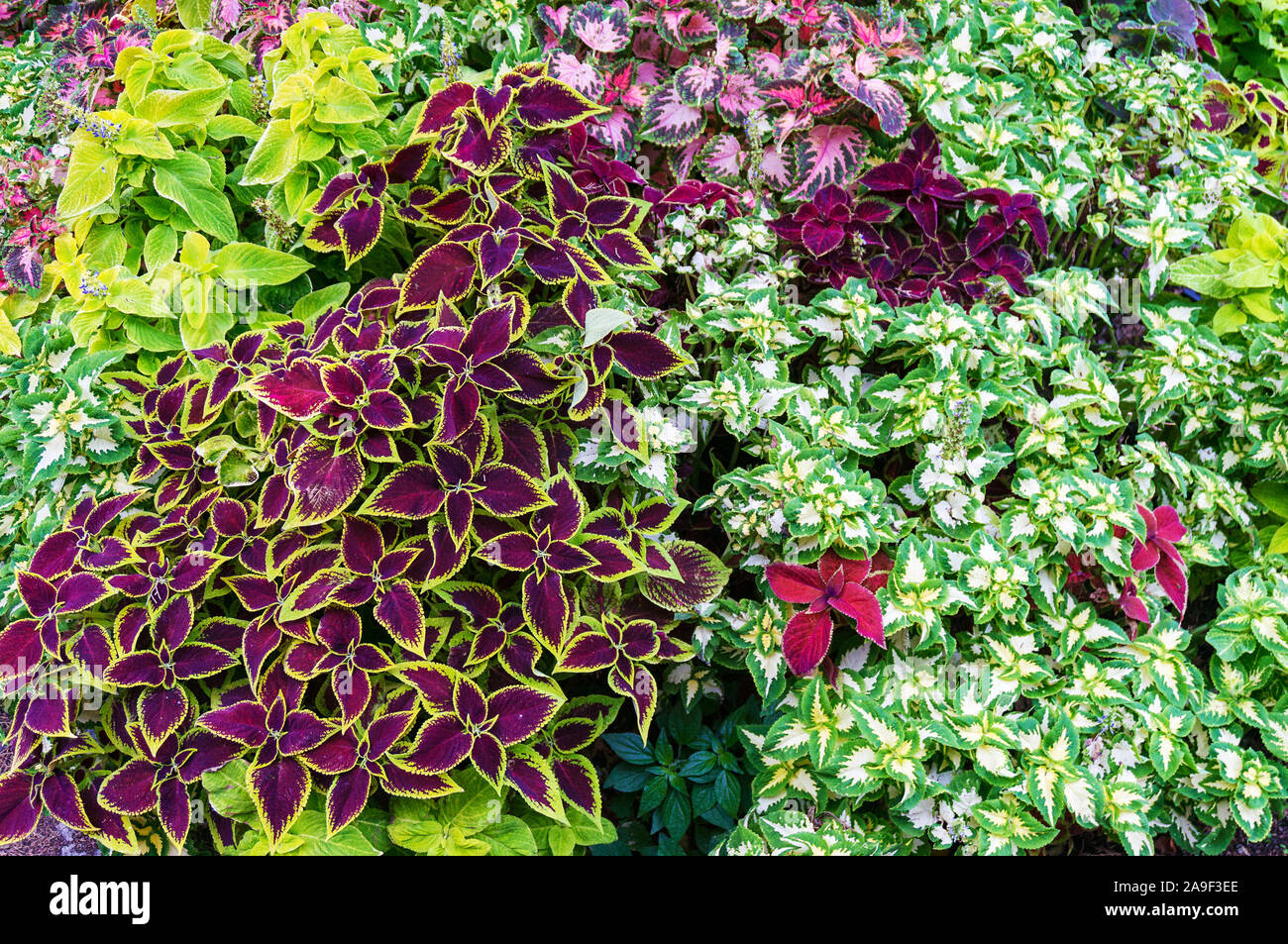 Bright decorative plants with ornate leaves. Gardening background Stock