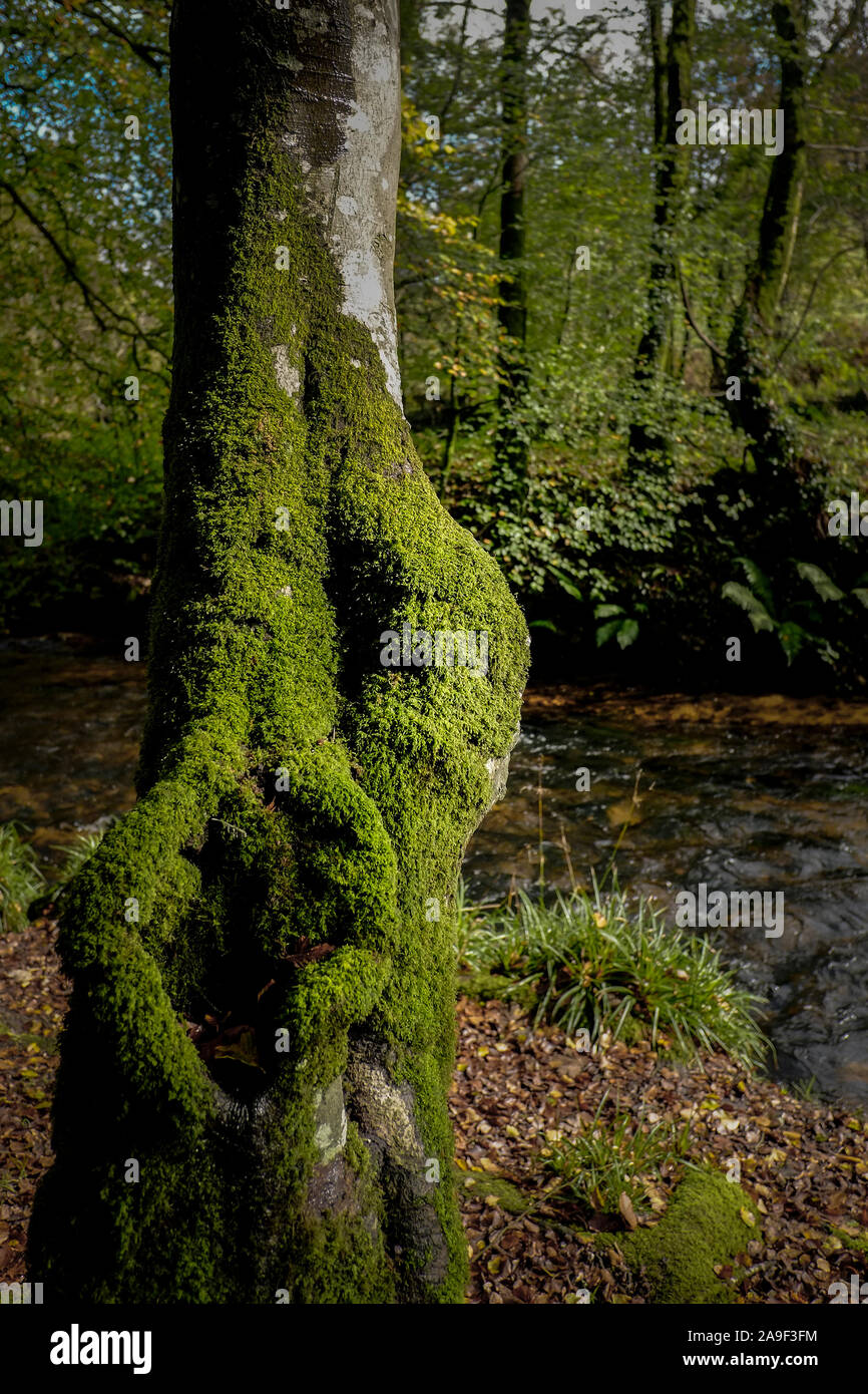 Moss growing on the trunk of a tree in the ancient woodland of Draynes Wood in Cornwall. Stock Photo