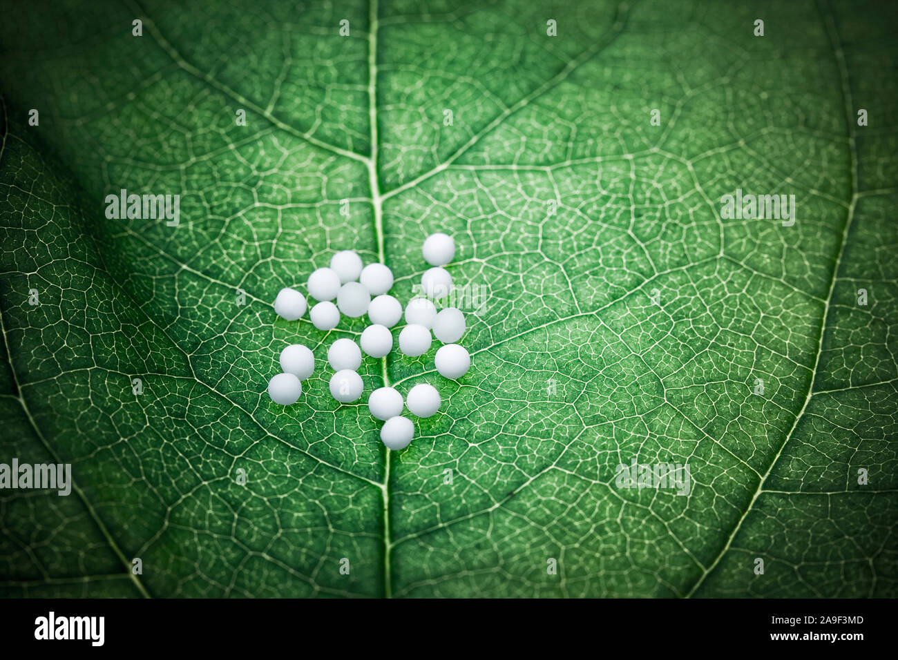 Homeopathic globules Stock Photo