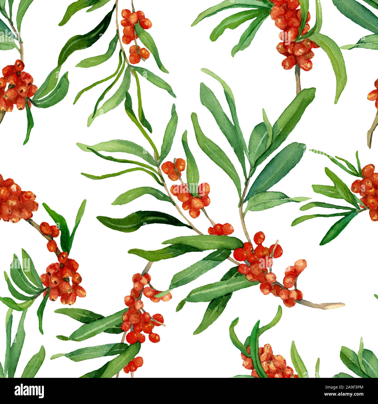 Watercolor pattern of sea buckthorn branches with berries on white background. Hand-drawn watercolor illustration. Design for covers, backgrounds Stock Photo