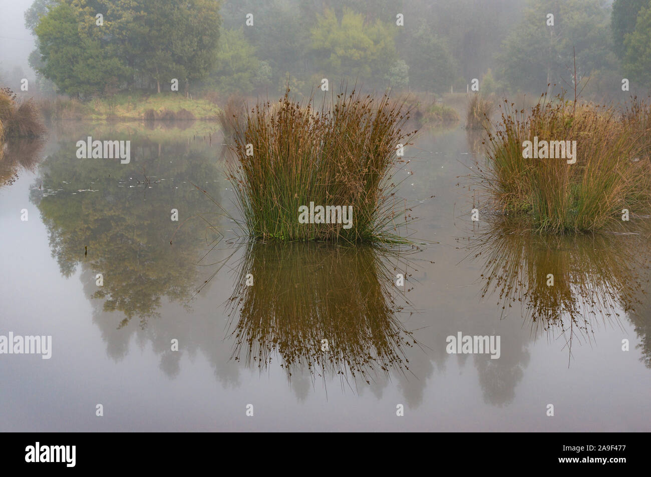 Tussock reflected in mirror-like smooth water of forest lake, swamp Stock Photo