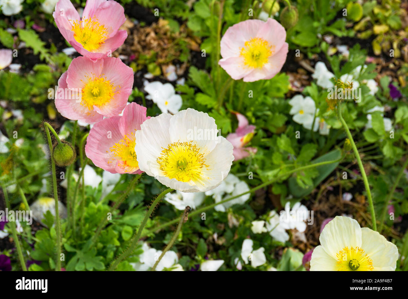 Decorative poppy flowers on flowerbed. View from above Stock Photo - Alamy