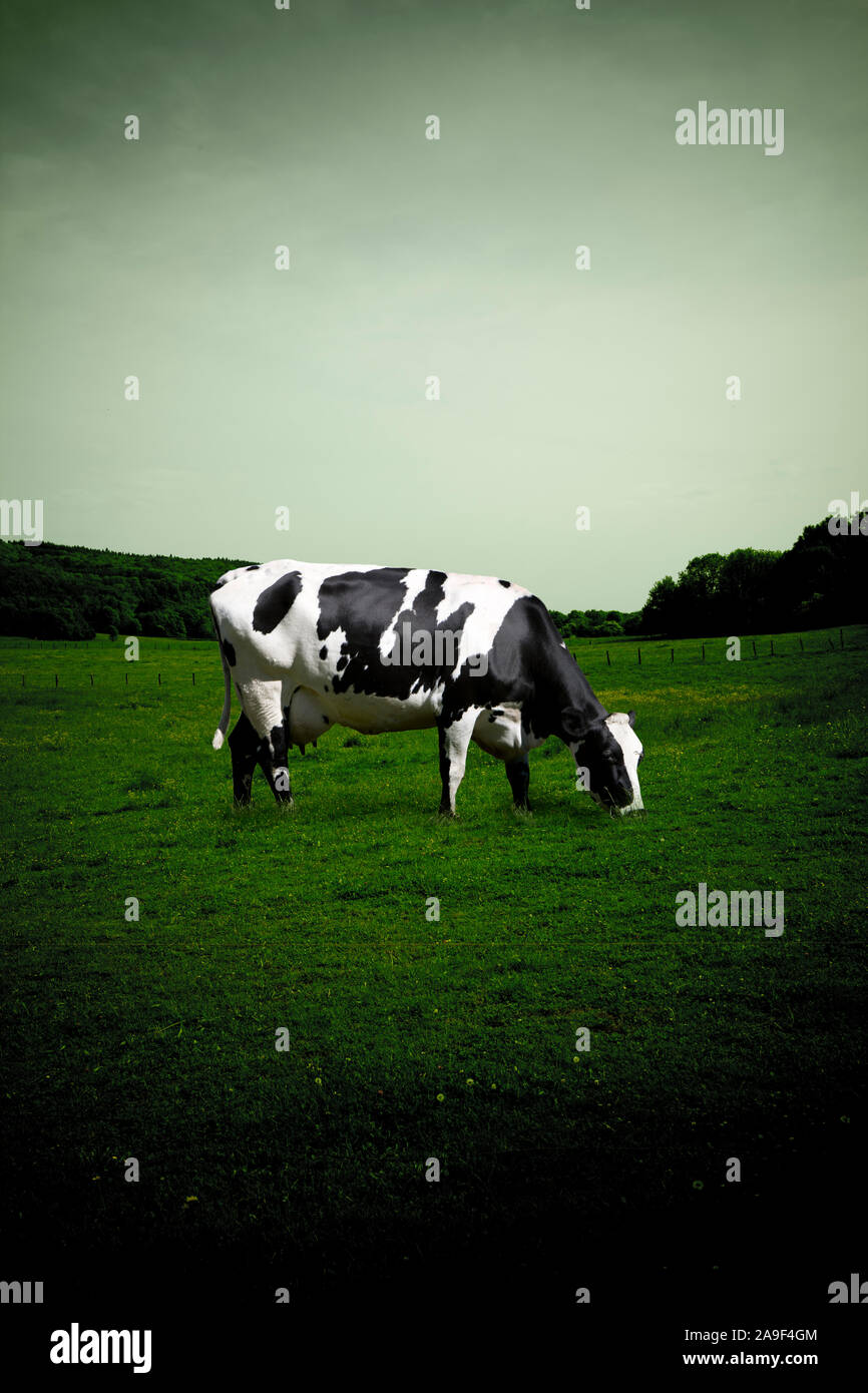 Pastoral scene black white cow hi-res stock photography and images - Alamy