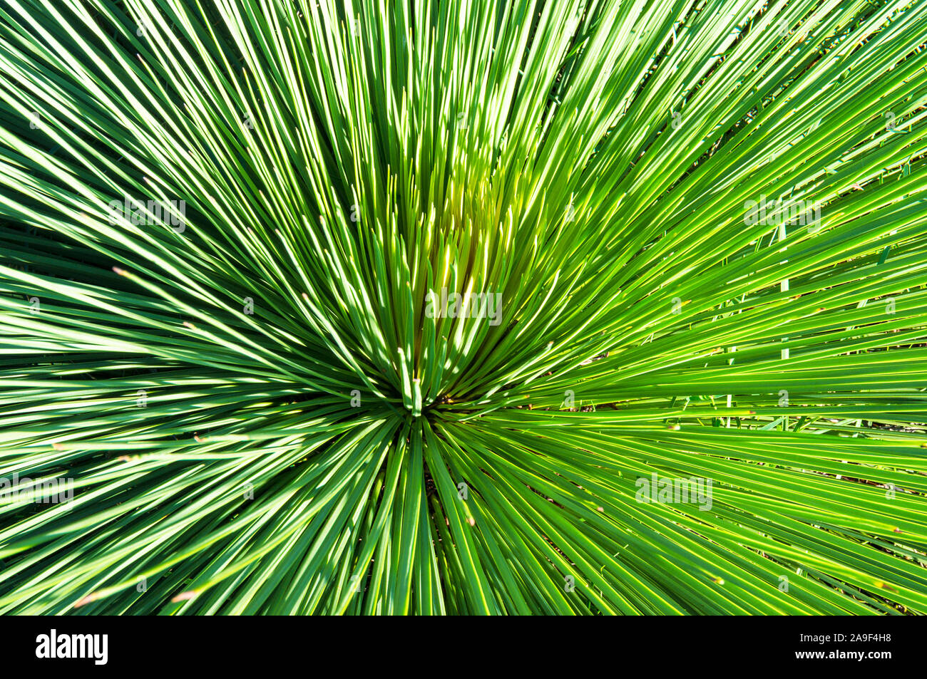 Long spiky leaves of Xanthorrhoea plant. Xanthorrhoea is endemic to Australia Stock Photo