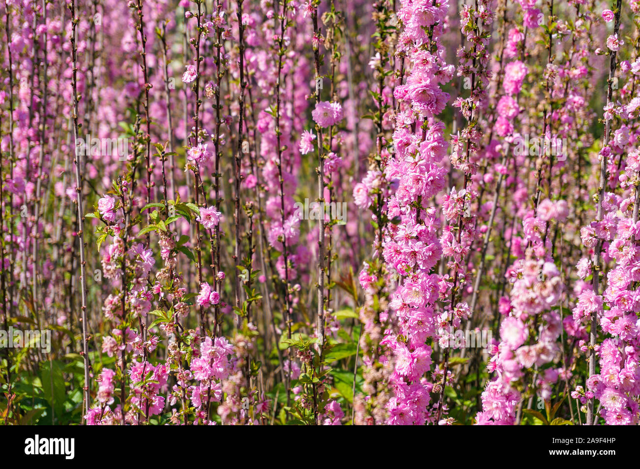 Spring nature background of pink cherry, sakura flowers Stock Photo - Alamy