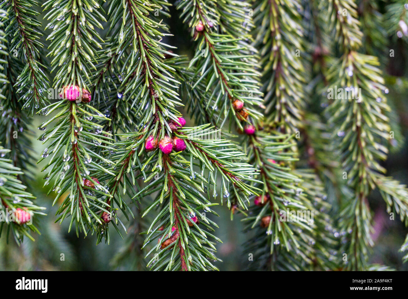 Close up of green pine tree branches with small pine cones. Nature ...