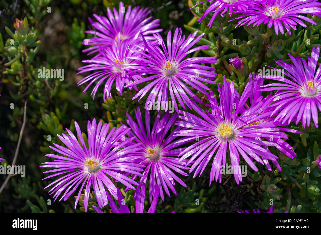 Purple iceplant flower or Hardy Ice Plant bright purple flowers on flowerbed in the garden Stock Photo