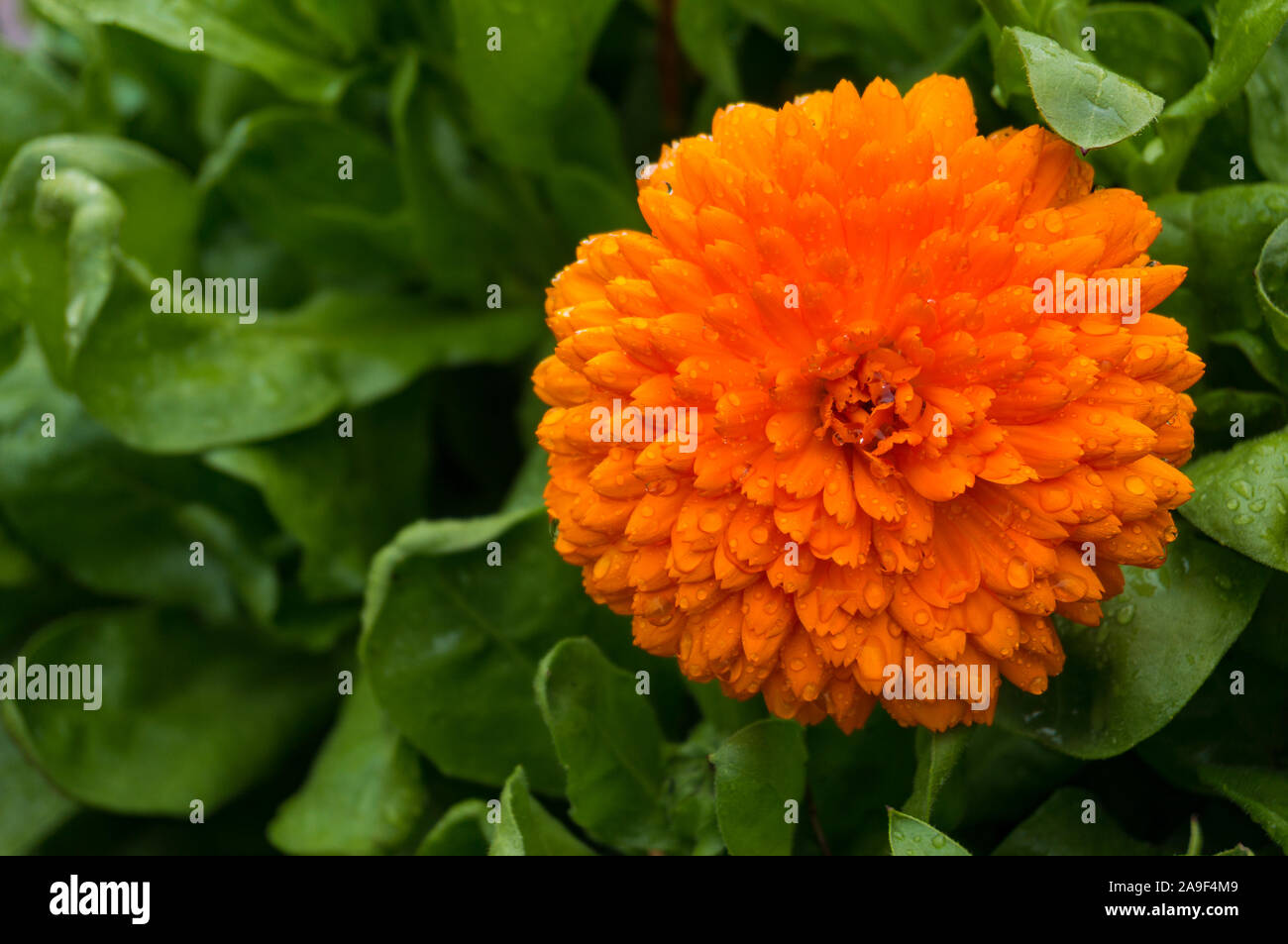 Bright orange flower of Calendula officinalis, Calendula flower with copy space Stock Photo