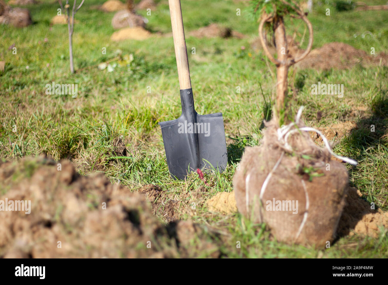 Planting trees in the ground. Garden tools for digging the ground. Planting a seedling and caring for it. Volunteers reinvent the forest. Creating a t Stock Photo