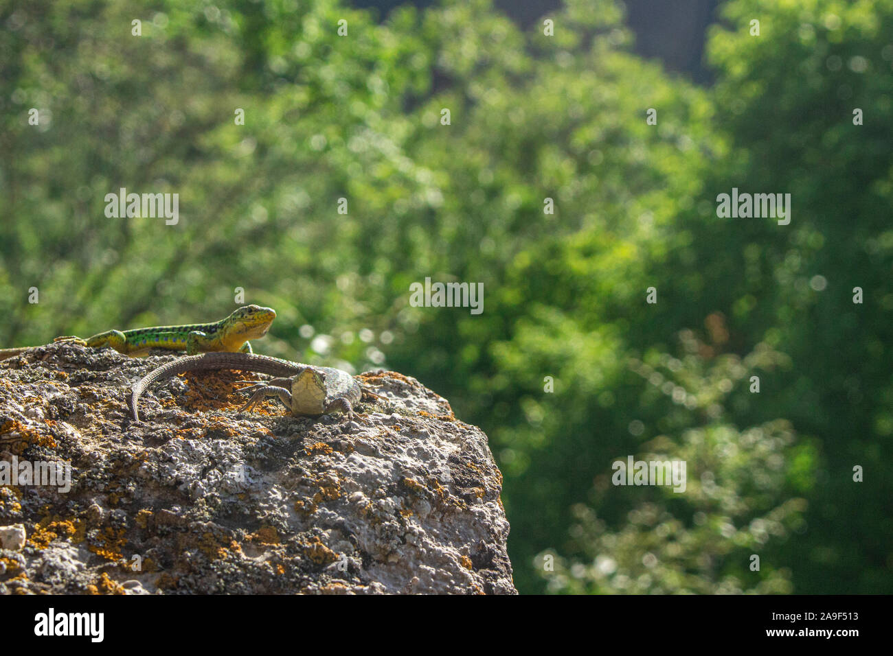 Reptiles crawl on a rock. Coldblooded lizards crawled out in the sun