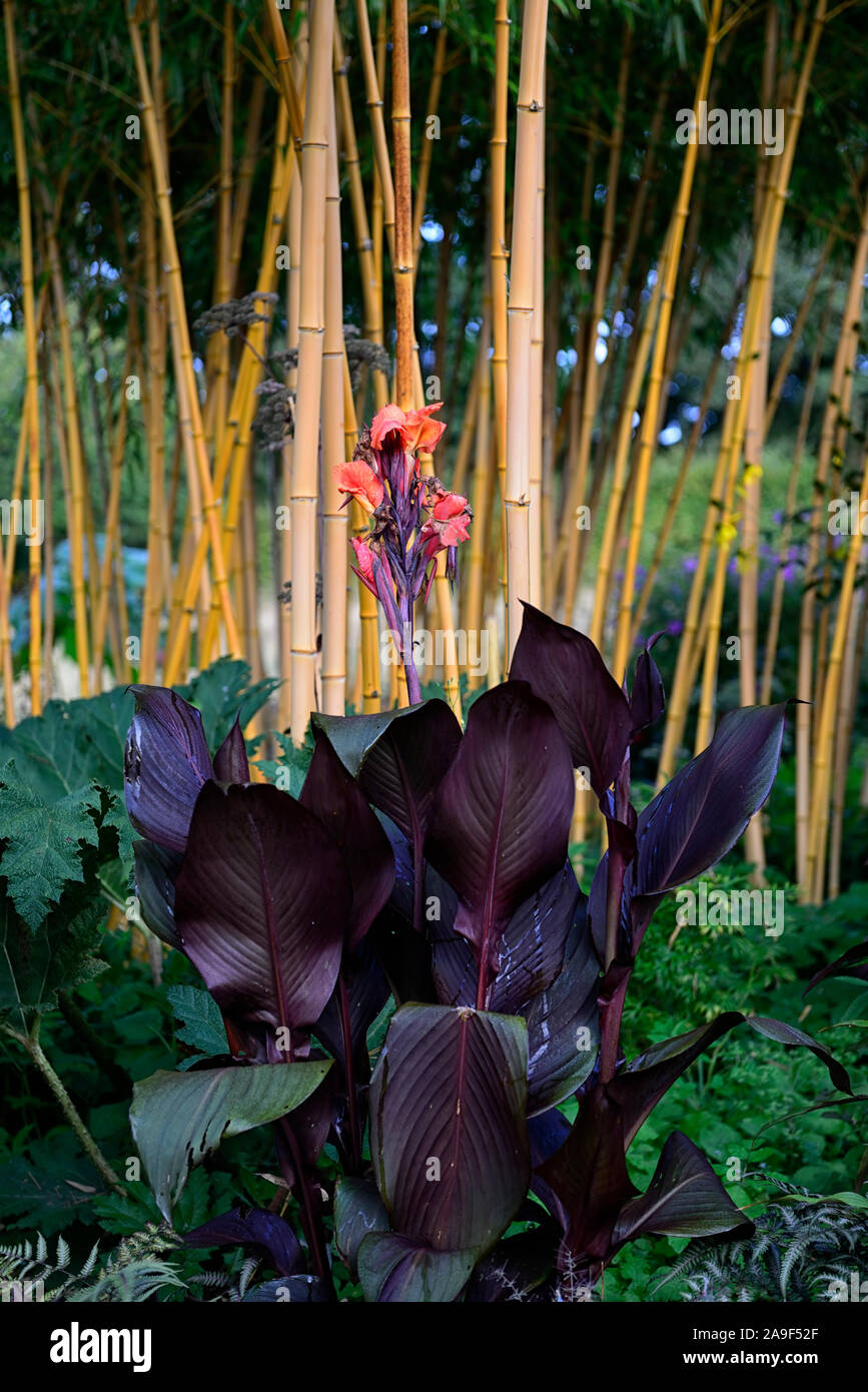 Canna lily,red flower,dark foliage,phyllostachys vivax aureocaulis,golden,yellow Chinese timber bamboo,RM Floral Stock Photo