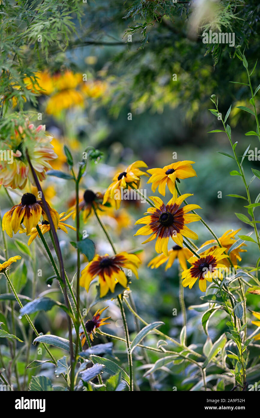 Rudbeckia hirta,orange brown russet leaves,petals,short lived perennial