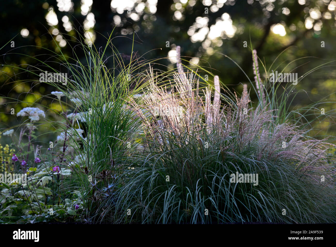 backlit grass,grasses,backlighting,dawn light,ornamental grasses,glow,glowing,RM Floral Stock Photo