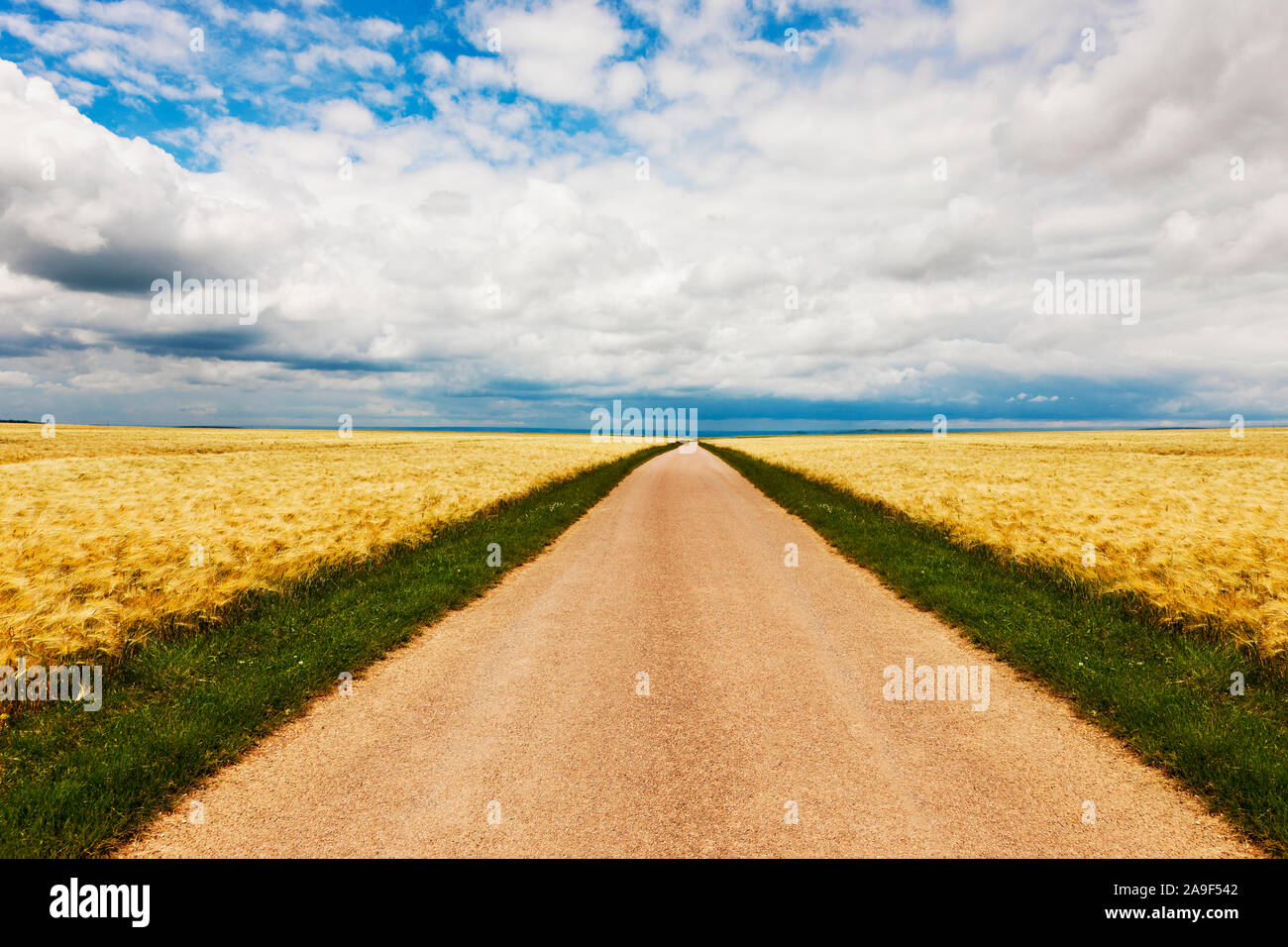 Road in the cornfield Stock Photo Alamy