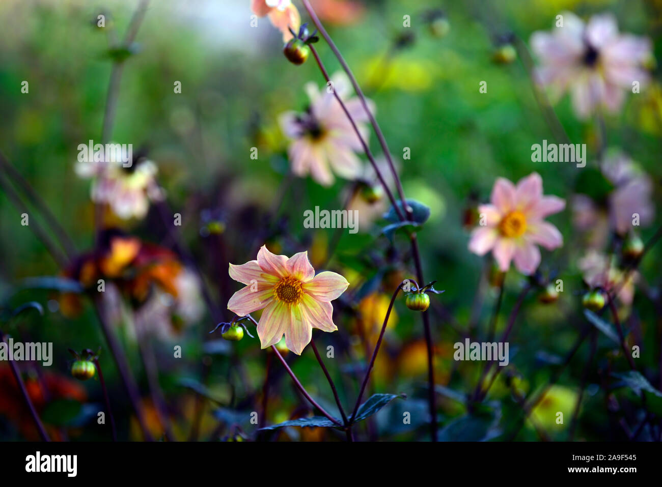 Peony Dahlias High Resolution Stock Photography and Images - Alamy
