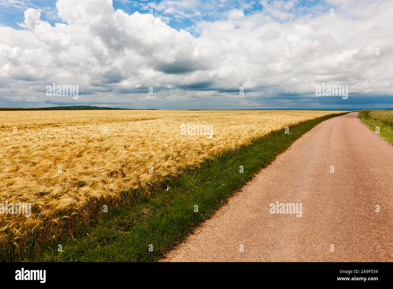 Road in the cornfield Stock Photo Alamy