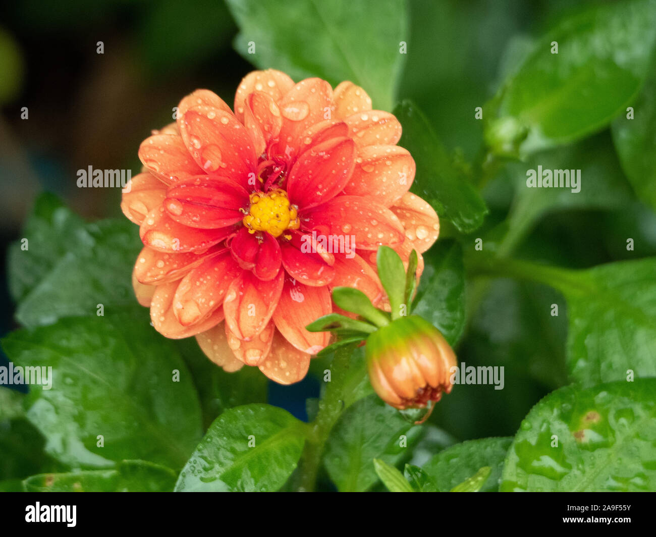 Orange and peach coloured Dahlia flower in bloom with a bud Stock Photo