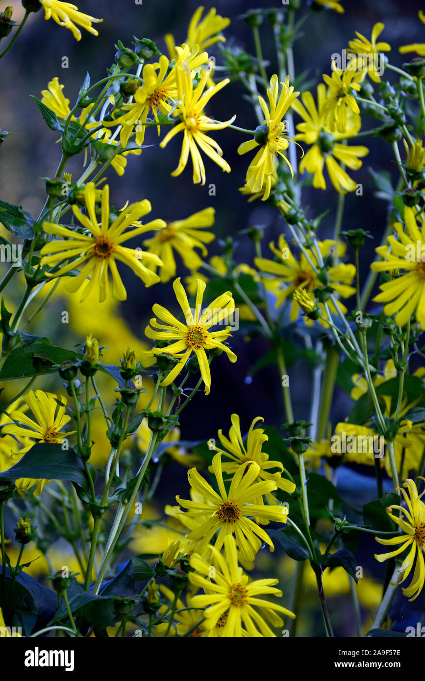 Heliopsis helianthoides var scabra,yellow flowers,flowering,perennial,RM Floral Stock Photo