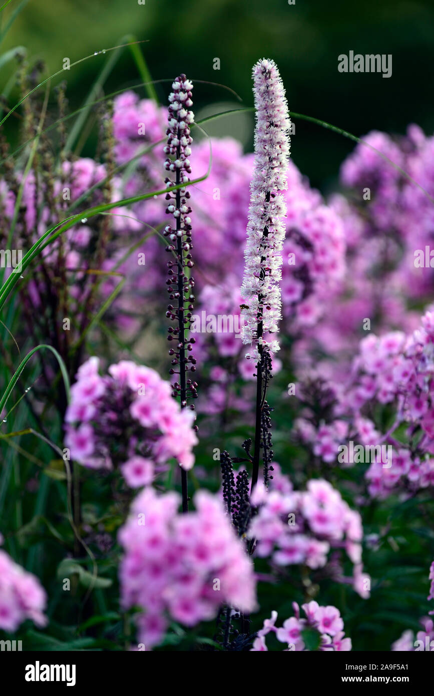 Actaea Queen of Sheba,phlox paniculata bright eyes,mixed planting scheme,perennial,flowers,flowering,garden,gardens,RM Floral Stock Photo