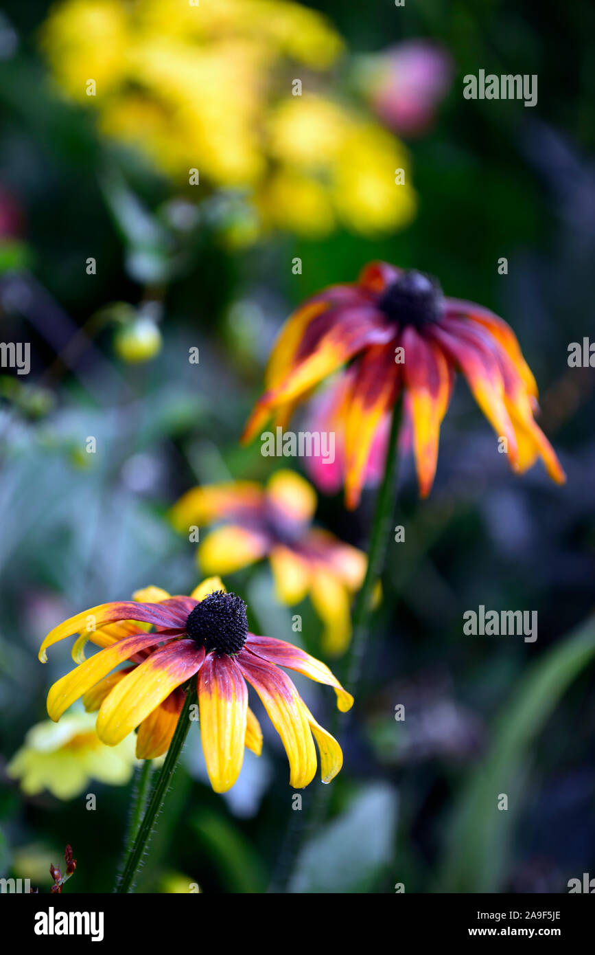 Rudbeckia hirta,orange brown russet leaves,petals,short lived perennial,RM Floral Stock Photo