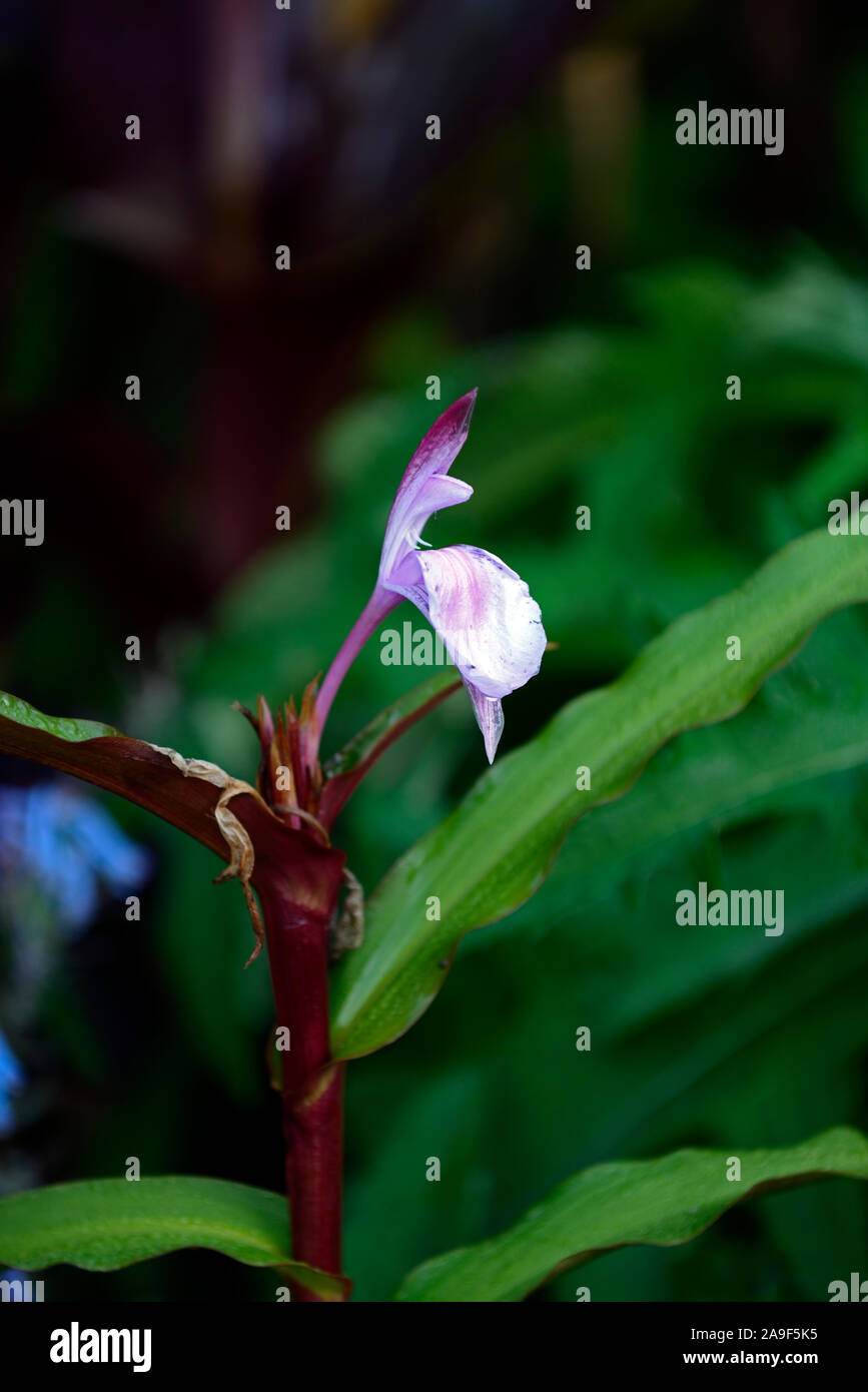 roscoea purpurea spice island,lilac flowers,purple flower,showy orchid-like flowers,flowering,RM Floral Stock Photo