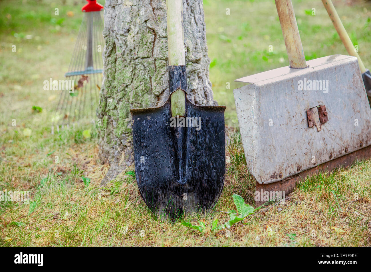 A shovel is standing by a tree. The gardener left the tools. Metal blades and wooden stick. Tooling for digging the earth. Stock Photo