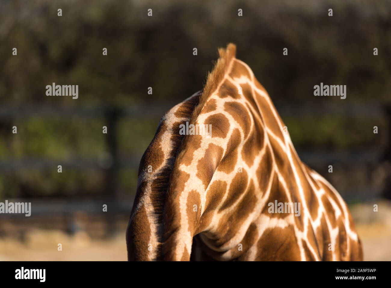Close up of giraffe's skin with spots and mane. African wildlife Stock Photo