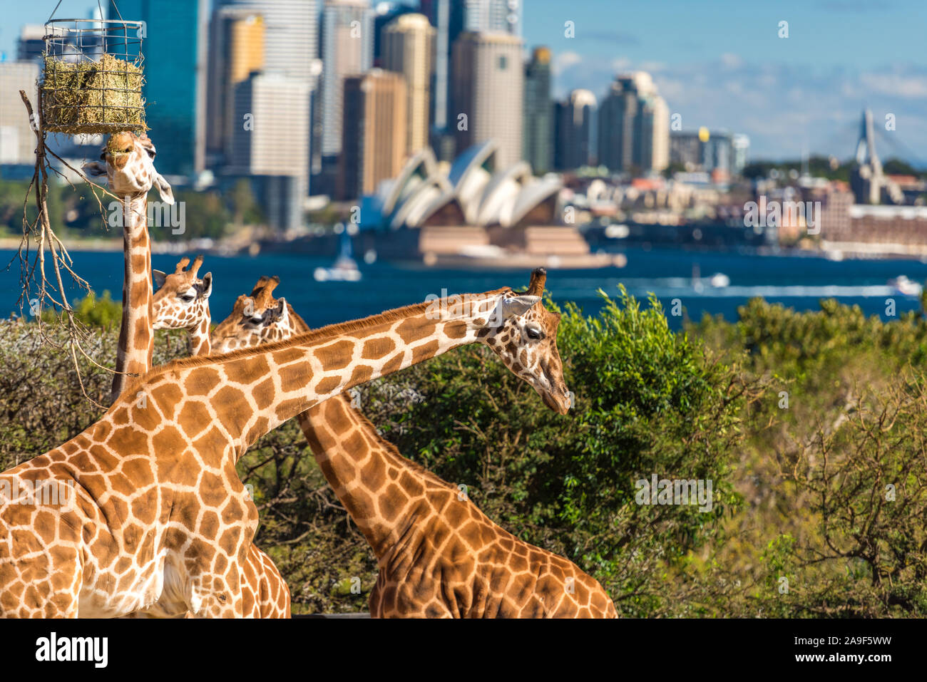 Taronga zoo hi-res stock photography and images - Alamy