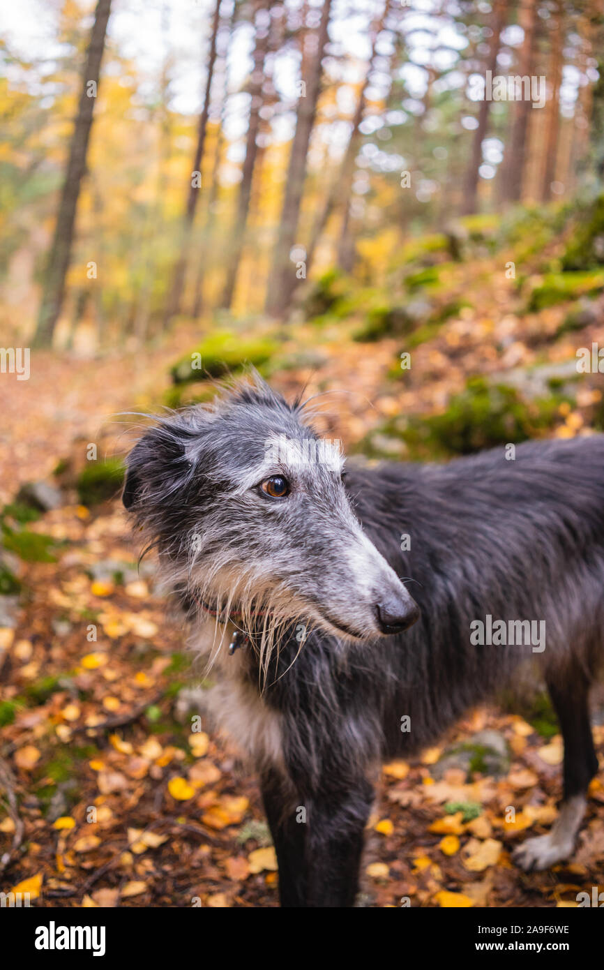 Portrait of a black and white greyhound in a birch grove in autumn Stock Photo