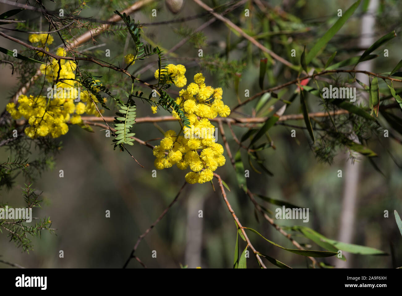 Acacia flowers close up. Australian wattle nature background Stock Photo