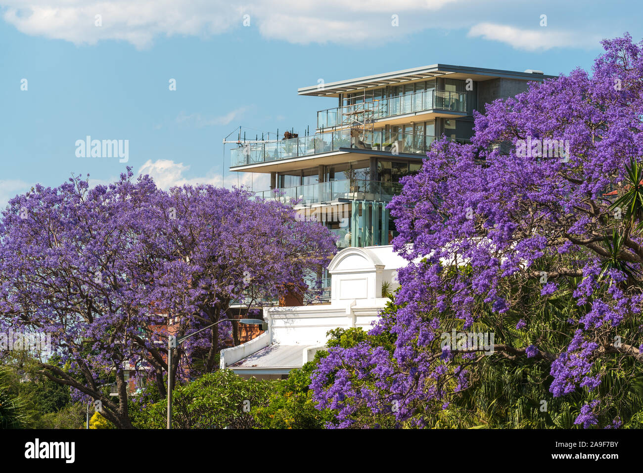 Blooming Jacaranda trees with urban background. Spring in Sydney ...