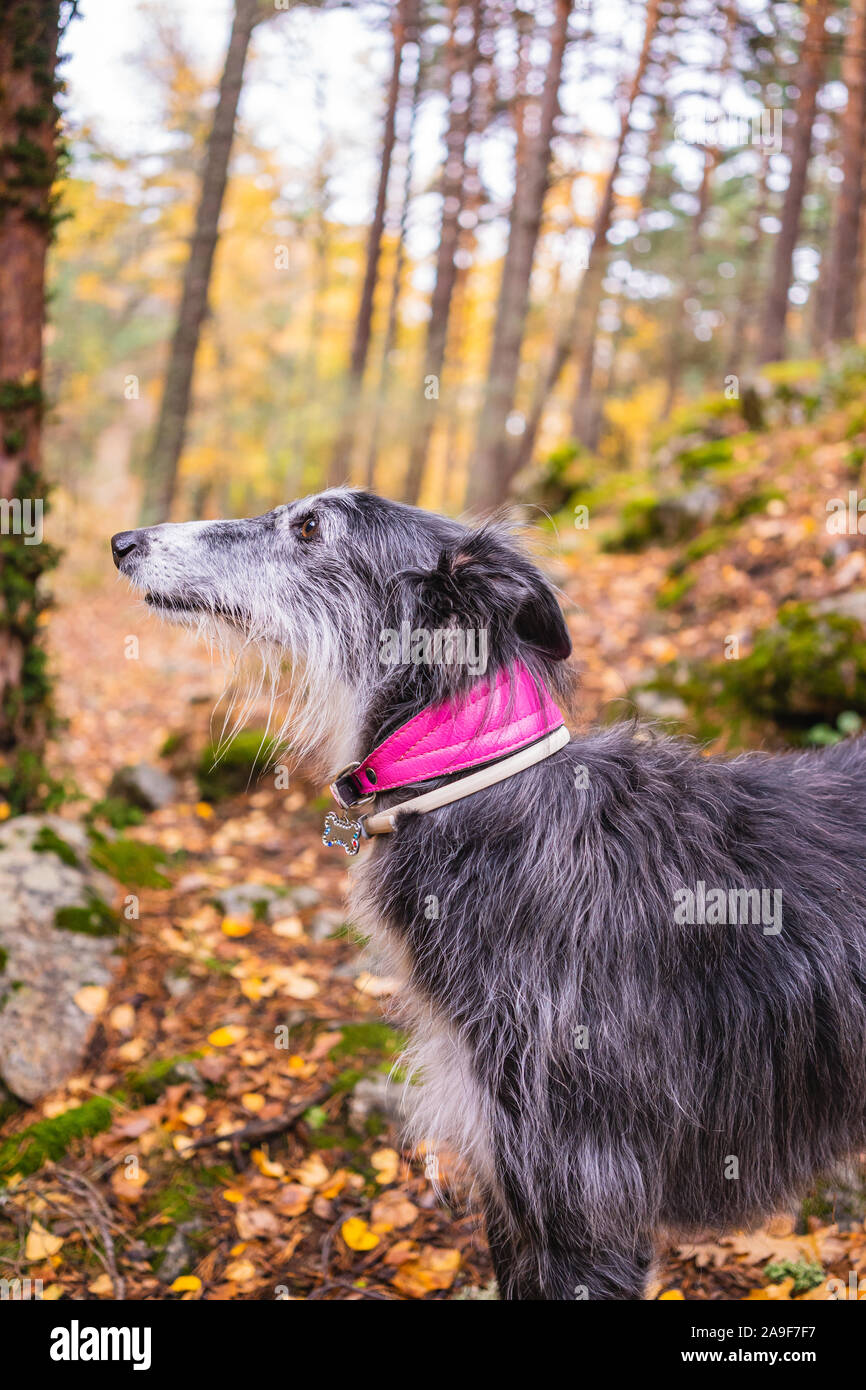 Portrait of a black and white greyhound in a birch grove in autumn Stock Photo