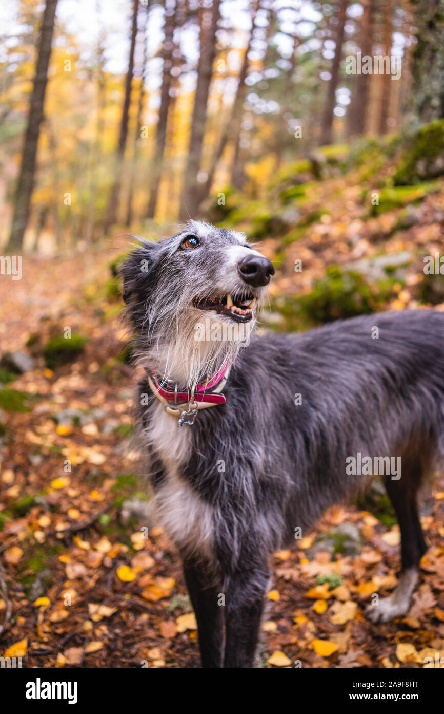 Portrait of a black and white greyhound in a birch grove in autumn Stock Photo