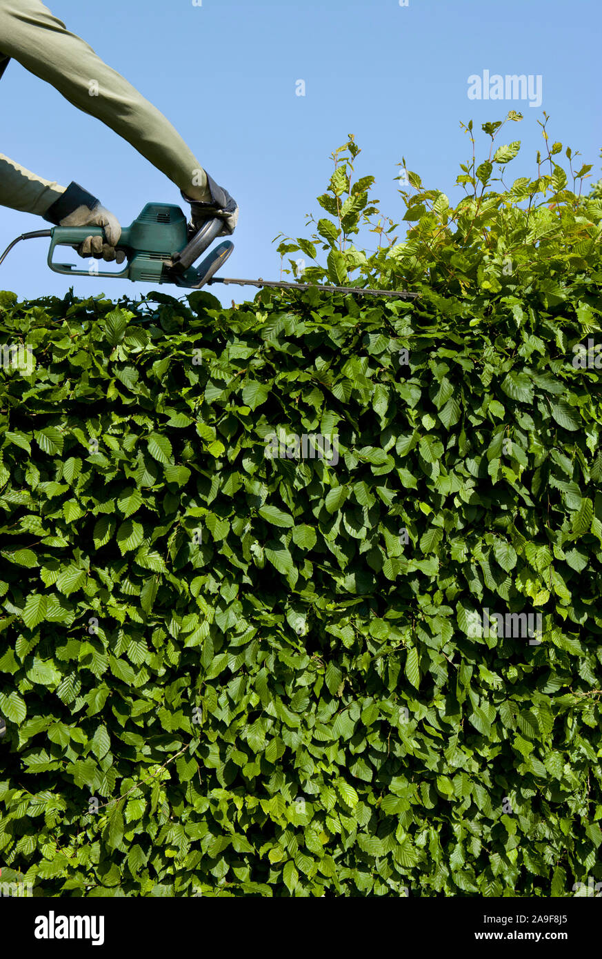 Cut beech hedge hires stock photography and images Alamy