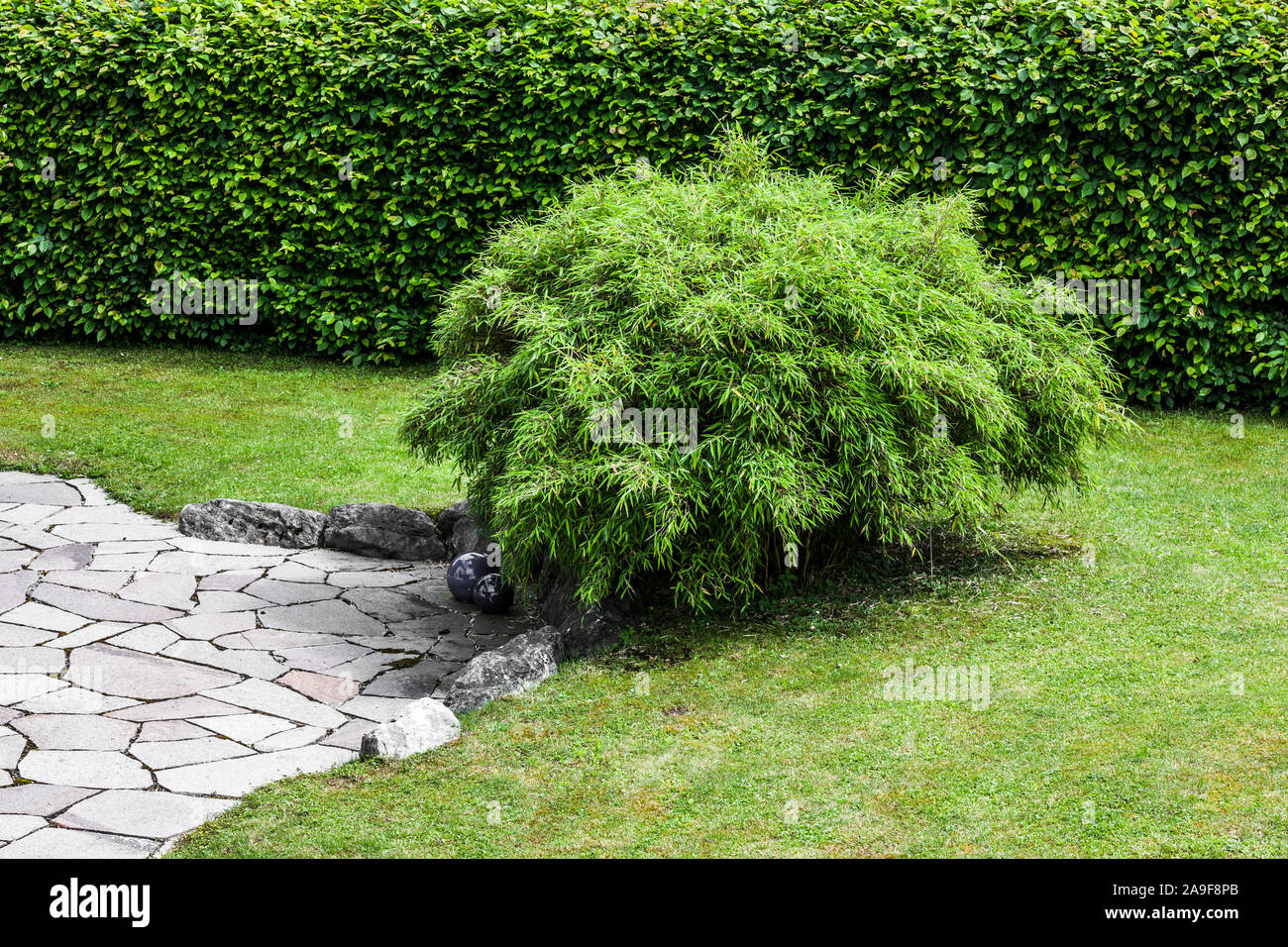 Bamboos Bush Stock Photos Bamboos Bush Stock Images Alamy